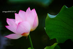 DSCF2508a