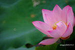 DSCF2510a
