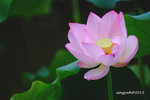 DSCF2512a