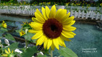 P1000046_up