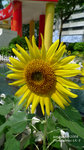 P1000084_up
