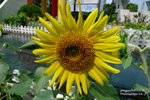 P1000086_up