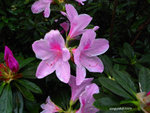 R0010322u