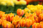 IMG_6307u