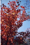 盧山2
