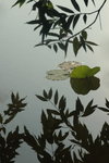 殘荷3_resize