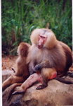 動物園