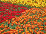 花展2005