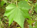 DSC00904