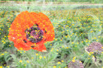 IMG_0041a