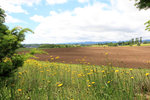 IMG_0129a