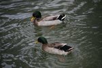 IMG_0935_resize