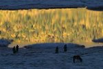 IMG_0006_resize