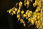 IMG_0113_resize