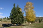 IMG_0308_resize