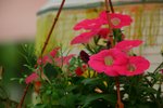 IMG_3254_resize