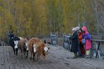 IMG_0228_resize