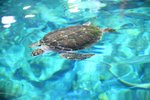 宏福2006海洋公園_108