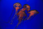 02-08-08海洋公園_041