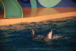 02-08-08海洋公園_192
