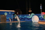 02-08-08海洋公園_240
