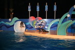 02-08-08海洋公園_242