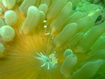 DSCF3154
