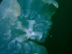 DSCF3170