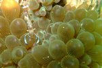 DSCF_25