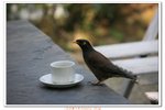 尼泊爾_012