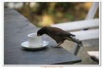 尼泊爾_013