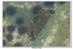 02-08-2009 東平洲F_072