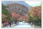 內藏山_131