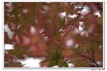 內藏山_136