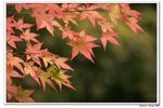 內藏山_137