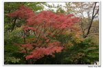 內藏山_140
