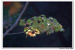 韓國大屯山_099