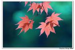 韓國俗離山_093