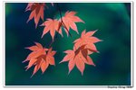 韓國俗離山_094
