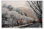 SY韓國之旅_538