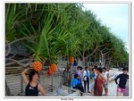 08-2010宿霧,保和_261
