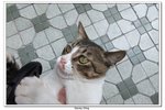 九江,黃大仙_491