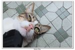 九江,黃大仙_492