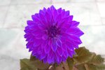IMG_0003-n