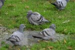 IMG_0096