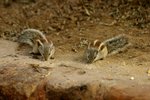 IMG_0102