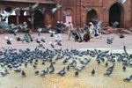 IMG_0222