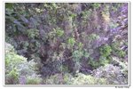 井崗山_124