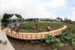 葵荷1841