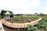 葵荷1842